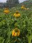 ECHINACEA PURP. PRAIRIE BLAZE GOLDEN YELLOW