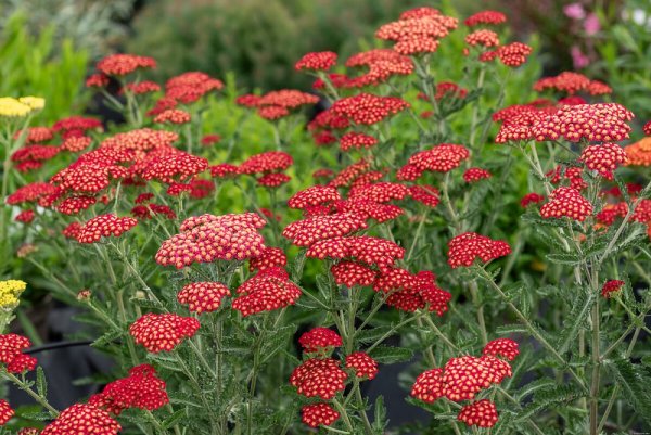 ACHILLEA MILEFOLIUM SASSY SUMMER SANGRIA