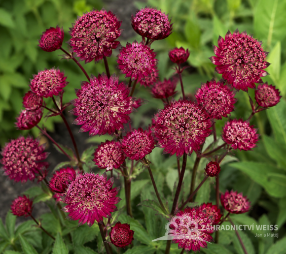 JARMANKA - ASTRANTIA MAJOR RED BUTTON