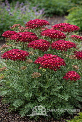 ACHILLEA SUMMERWINE
