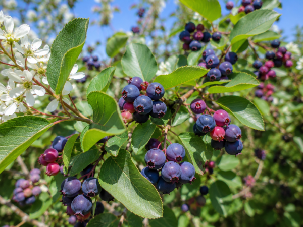 MUCHOVNÍK OLŠOLISTÝ - AMELANCHIER ALNIFOLIA THIESSEN