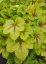 HEUCHERELLA HYB. MOJITO