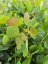 EUCALYPTUS SADA 5KS MIX DRUHY