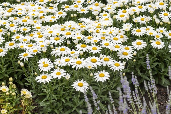 KOPRETINA LEUCANTHEMUM x SUPERBUM SNOW CAP