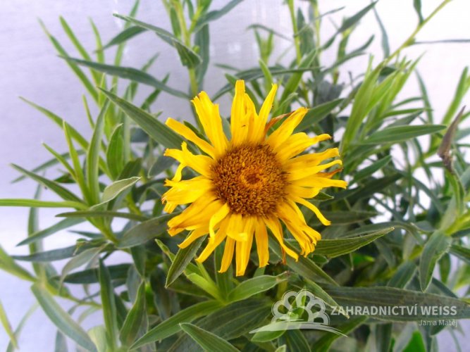 OMAN - INULA ENSIFOLIA GOLDEN YELLOW