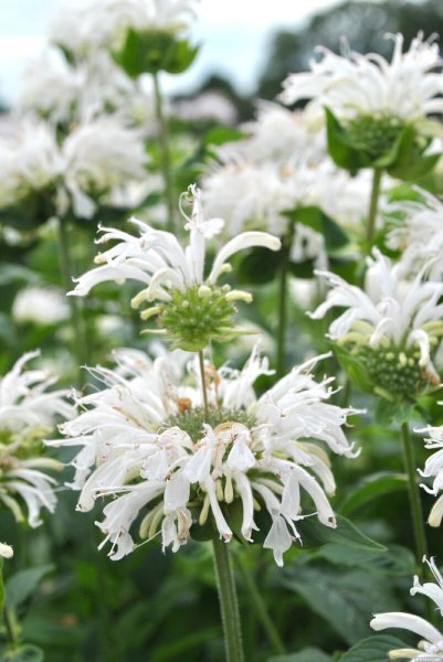 MONARDA BEE BRIGHT