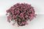 SEDUM HYB. RED SPARKLE