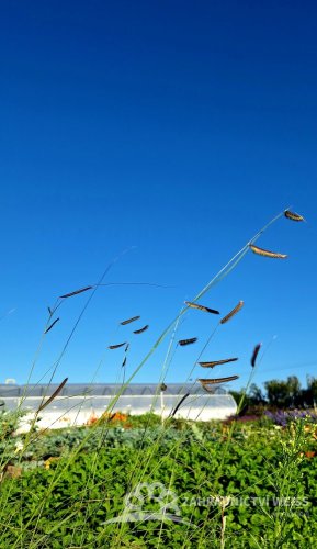 MOSKYTOVKA NĚŽNÁ – BOUTELOUA GRACILIS