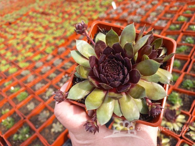 NETŘESK - SEMPERVIVUM HYBR. LACERTA