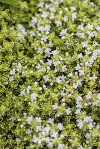 MATEŘÍDOUŠKA - THYMUS HIGHLAND CREAM