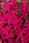 FLOX SKALKOVÝ - PHLOX DOUGLASII -  SPRING FLOWERING OCHSENBLUT