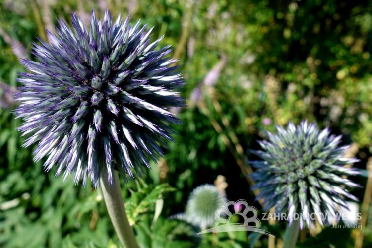ECHINOPS - BĚLOTRN MODRÝ
