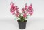KAPSKÁ FUCHSIE - PHYGELIUS CANDY DROPS DEEP ROSE