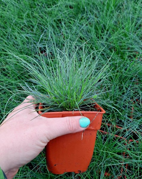 FESTUCA CINEREA FESTINA