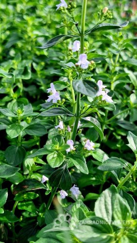 MARULKA LÉKAŘSKÁ – CALAMINTHA NEPETA - BÍLÁ