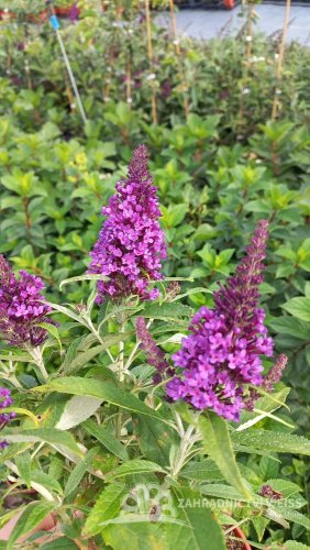 MOTÝLÍ KEŘ - BUDDLEJA DAVIDII BUTTERFLY CANDY LITTLE PURPLE