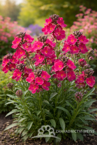 TRÝZEL - ERYSIMUM LINIFOLIUM RED JEP