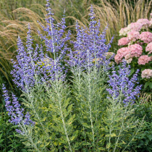 PEROVSKIE LEBEDOLISTÁ – PEROVSKIA ATRIPLICIFOLIA ‘BLUE HAZE’