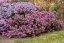 ASTRA PODZIMNÍ - ASTER  DUMOSUS PETER HARRISON