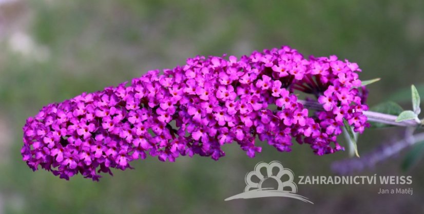MOTÝLÍ KEŘ PANAŠOVANÝ- BUDDLEJA DAVIDII HARLEQUIN