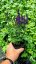 ŠALVĚJ HAJNÍ - SALVIA NEMOROSA MIDNIGHT PURPLE