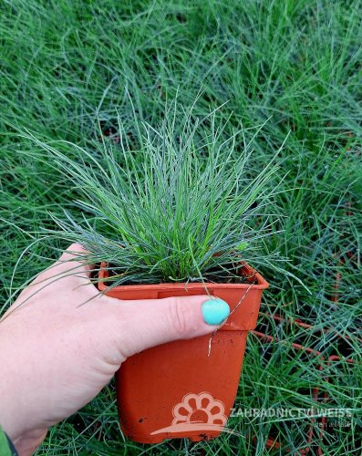 FESTUCA CINEREA FESTINA