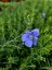 LEN VYTRVALÝ - LINUM PERENNE NANUM BLUE SAPPHIRE