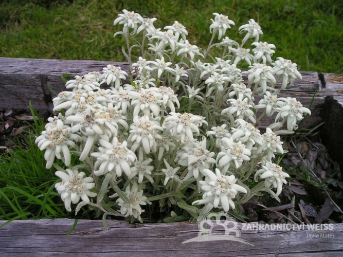 PROTĚŽ ALPSKÁ  - LEONTOPODIUM ALPINUM "MAY SNOW"