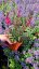 GAURA LINDHEIMERI DARK PINK