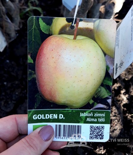 JABLOŇ - GOLDEN DELICIOUS - ZIMNÍ