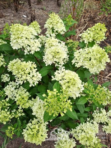 HORTENZIE LATNATÁ - HYDRANGEA PAN. CANDLELIGHT