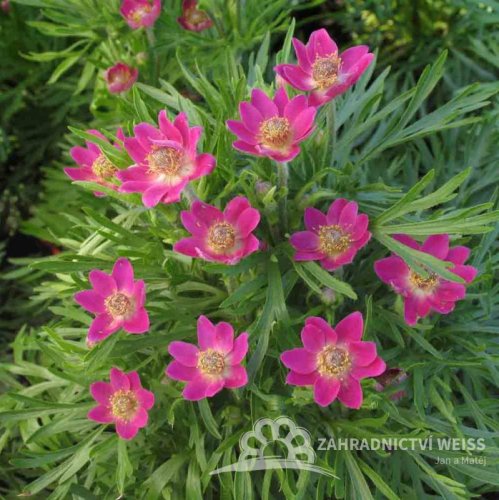 SASANKA - ANEMONE MULT. ANNABELLA DEEP ROSE
