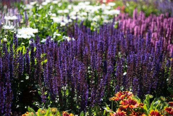 ŠALVĚJ HAJNÍ - SALVIA NEMOROSA MIDNIGHT PURPLE