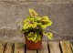HEUCHERELLA - GOLD ZEBRA
