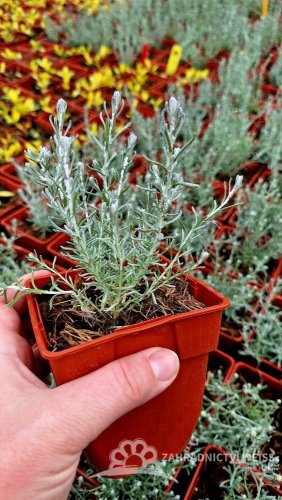 KARI KOŘENÍ - SMIL - HELICHRYSUM ITALICUM DWARF CURRY