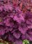 HEUCHERA WILD ROSE