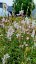 GAURA LIND. CORRIES GOLD