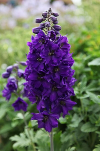 DELPHINIUM x HYBR. MAGIC FONTAIN DARK BLUE/BLACK BEE