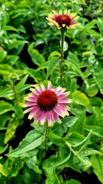 ECHINACEA PURP. PRAIRIE BLAZE VINTAGE LIME