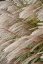 OZDOBNICE MISCANTHUS SINENSIS GRACIELLA