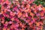 TRÝZEL - ERYSIMUM HYBRIDUM CONSTANT CHEER