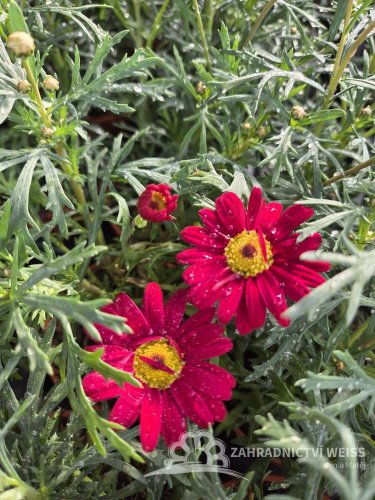 KOPRETINA KEŘOVÁ – ARGYRANTHEMUM FRUTESCENS ‘DAY ZEE RED’