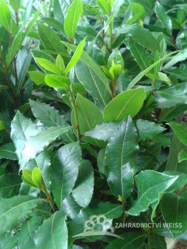 BOBKOVÝ LIST - LAURUS NOBILIS - VAVŘÍN