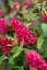 MOTÝLÍ KEŘ - BUDDLEJA BUTTERFLY CANDY LITTLE RUBY
