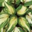 HOSTA HYBRIDA RASPBERRY SUNDAE