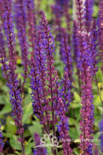ŠALVĚJ HAJNÍ - SALVIA NEMOROSA CARADONNA