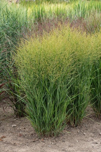 PROSO PRUTNATÉ - PANICUM VIRGATUM BUFFALO GREEN