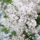 ŠEŘÍK MEYERŮV - SYRINGA MEYERI FLOWERFESTA WHITE