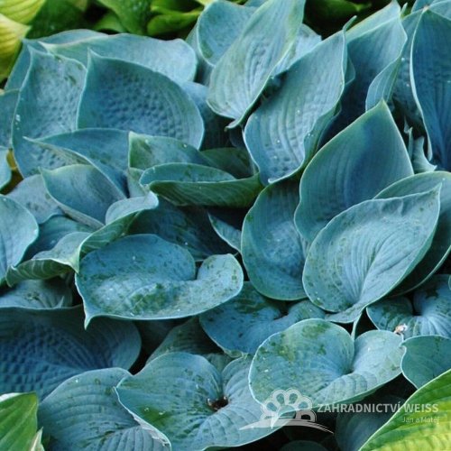 HOSTA FRAGRANT BLUE