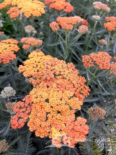 ACHILLEA MILLEFOLIUM „TERRACOTTA“